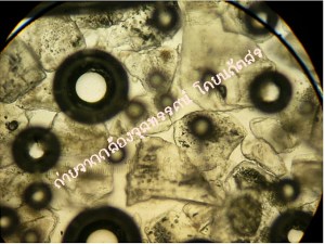 ผลึกเกลือ-9yf