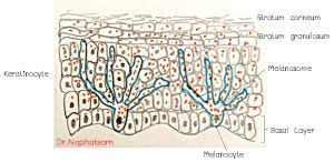 เมลาโนไซต์ บอลก