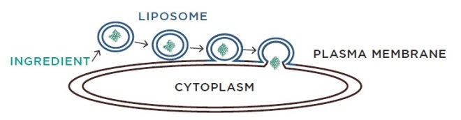 liposome