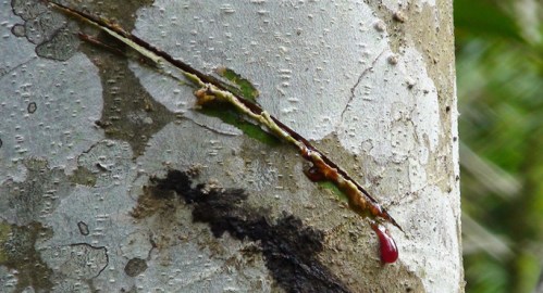 drop_of_dragons_blood_main_-_zoe_helene