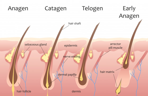 human-head-hair-growth-cycle_88272-625