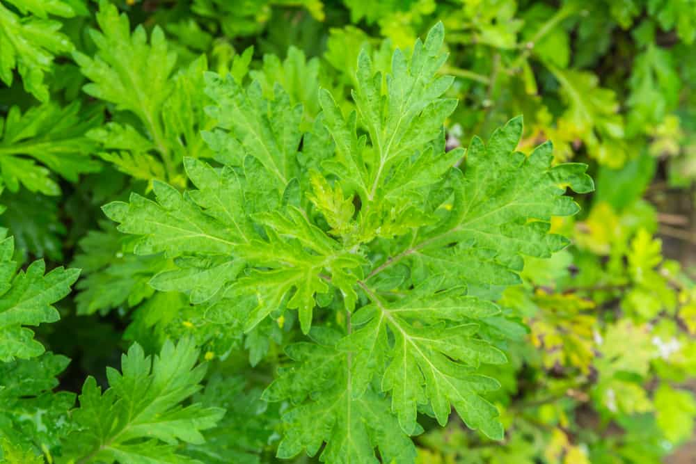 artemisia-annua-benefits.jpg