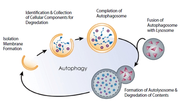 autophagy