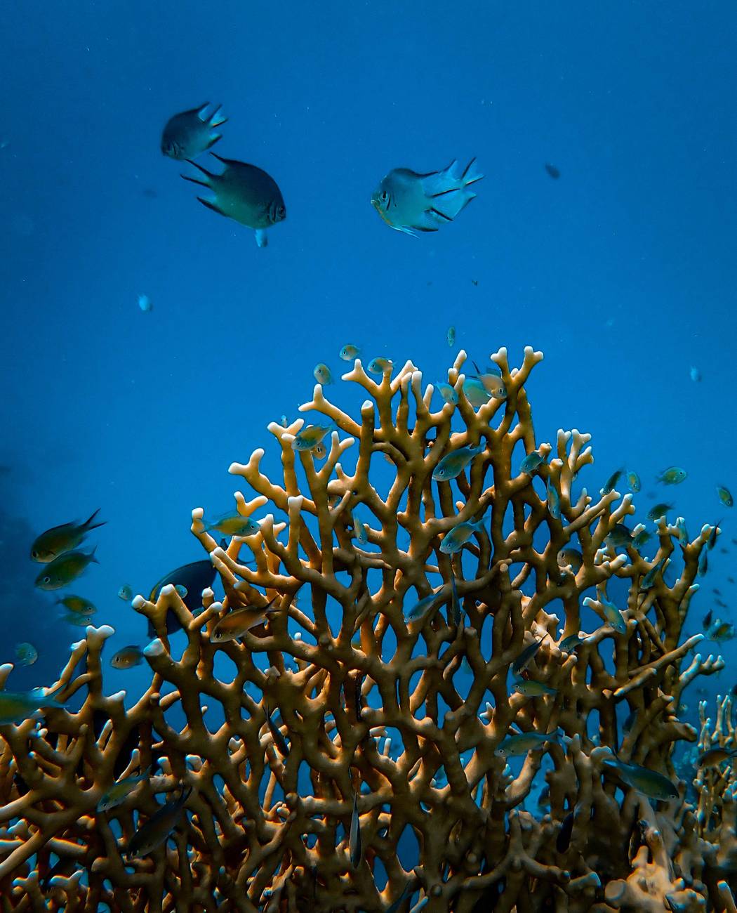 fishes near coral reef